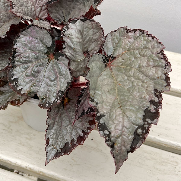 レックスベゴニア：シルバークイーン3号ポット