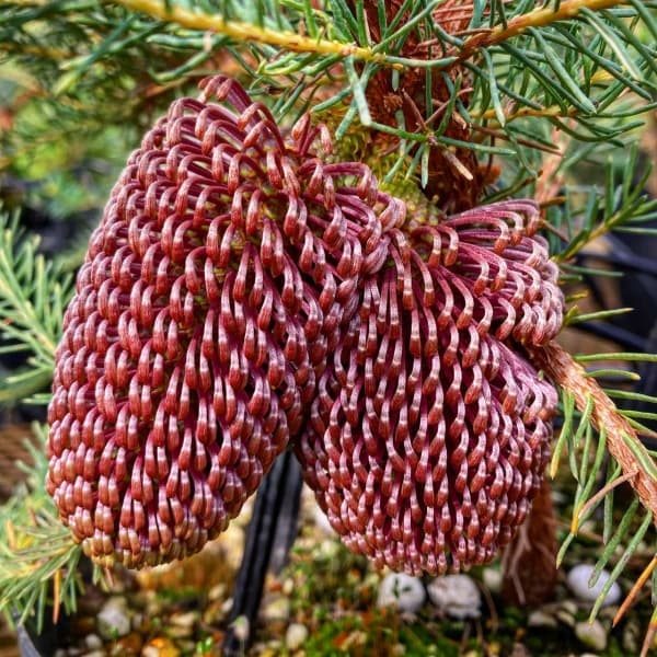 バンクシア：ヌタンス5号鉢植え