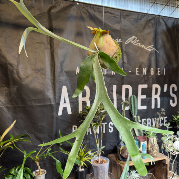 ビカクシダ（コウモリラン）：ベイチー　コケ玉仕立て