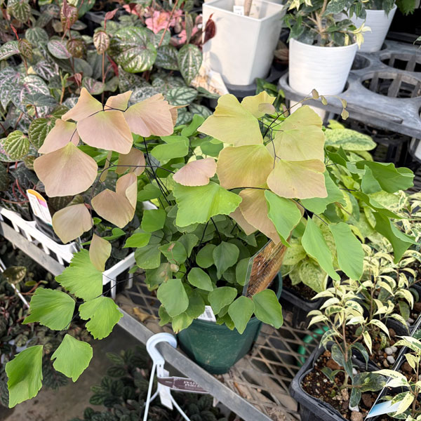 アジアンタム：ペルビアナム　5号鉢植え*