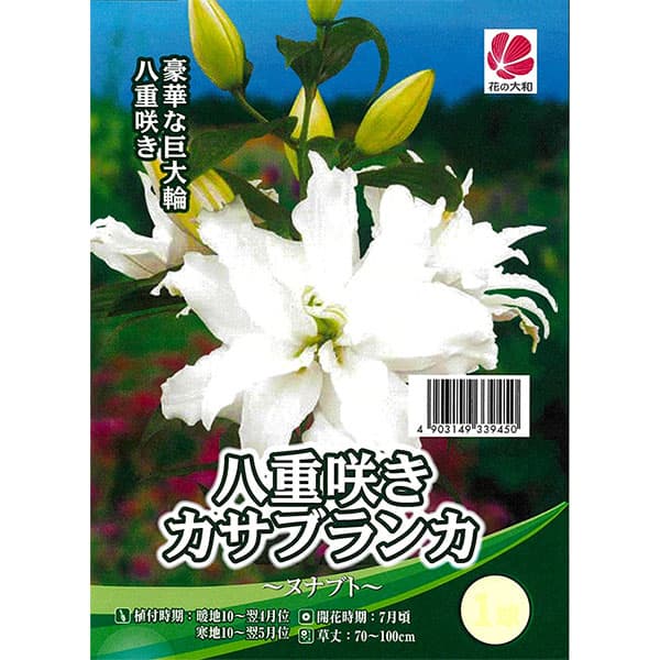 [26年10月中下旬予約]ユリ：カサブランカ（八重咲き）ヌナブト1球入り