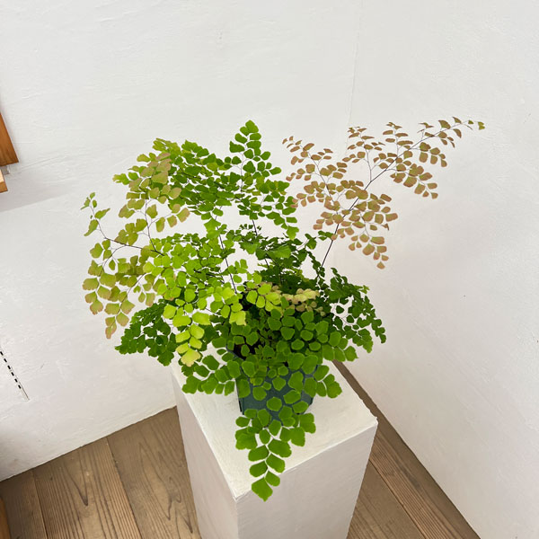 アジアンタム：スクータムロゼウム　5号鉢植え