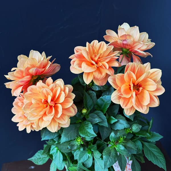 ダリア：ラベラ・オレンジ　5号鉢植え