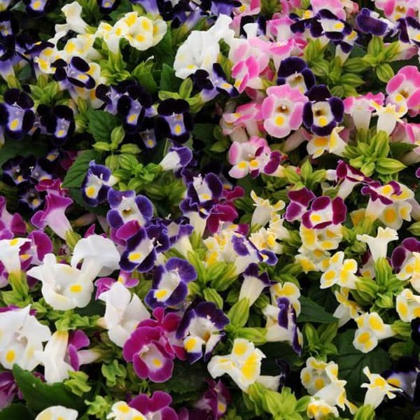 トレニア：カウアイおまかせ花色ミックス3号ポット28株セット