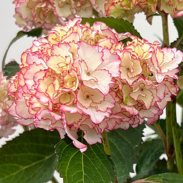 アジサイ：花宴（はなのえん）5号鉢植え