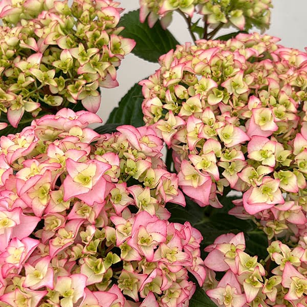 アジサイ：プリマドンナ5号鉢植え