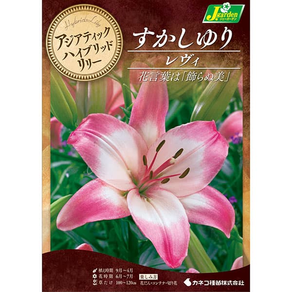 [26年10月中下旬予約]ユリ（すかし百合）：レヴィ2球入り