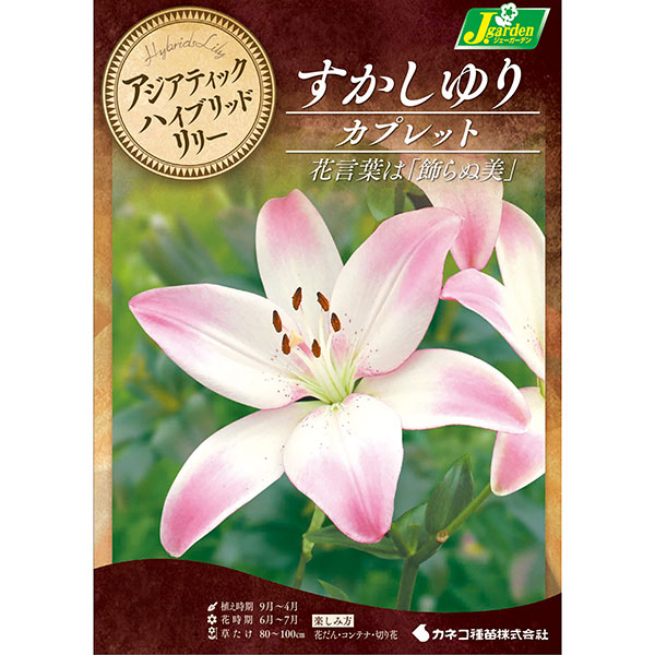 [26年10月中下旬予約]ユリ（すかし百合）：カプレット2球入り