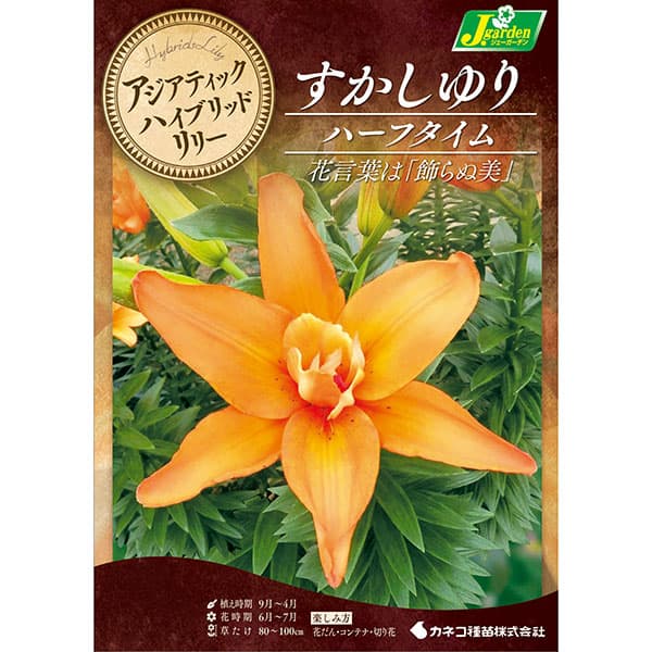[26年10月中下旬予約]ユリ（八重咲すかし百合）：ハーフタイム2球入り