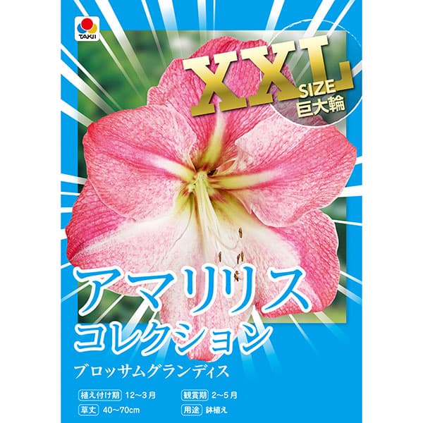 [27年1月中下旬予約]アマリリス：ブロッサムグランディス 1球入り