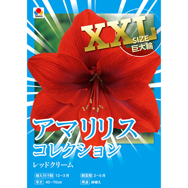 [27年1月中下旬予約]アマリリス：レッドクリーム 1球入り