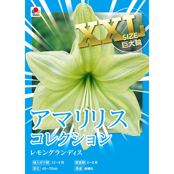 [27年1月中下旬予約]アマリリス：レモングランディス 1球入り