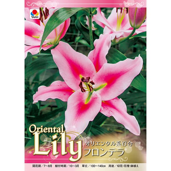 [26年10月中下旬予約]ユリ（オリエンタル系）：フロンテラ1球入り