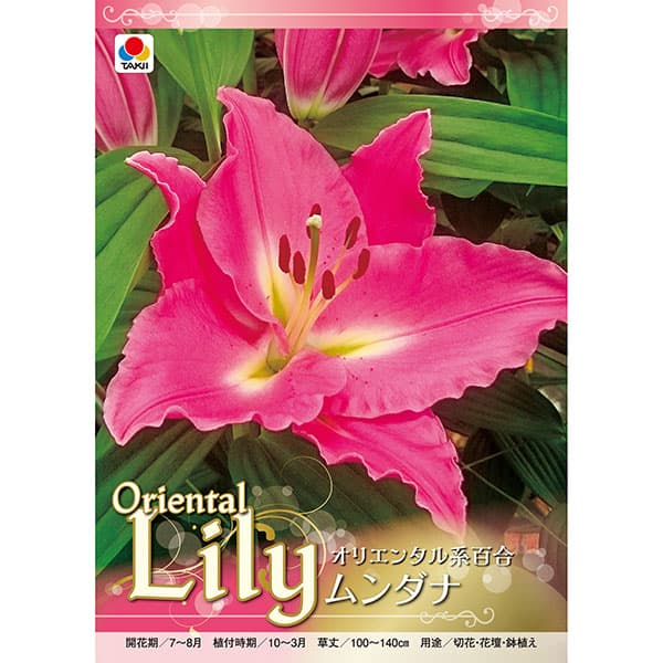 [26年10月中下旬予約]ユリ（オリエンタル系）：ムンダナ1球入り