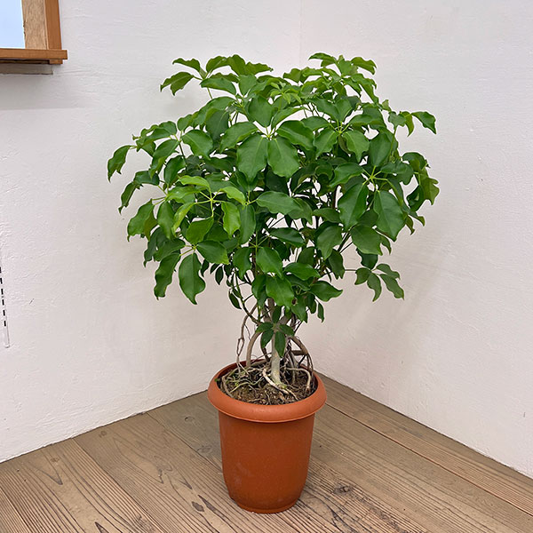 シェフレラ：グランディ　8号鉢植え