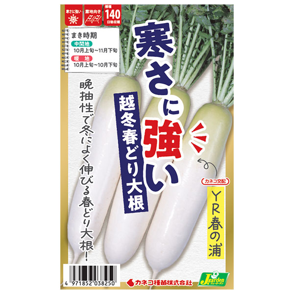 ダイコン：寒さに強い越冬春どり大根 YR春の浦[野菜タネ]