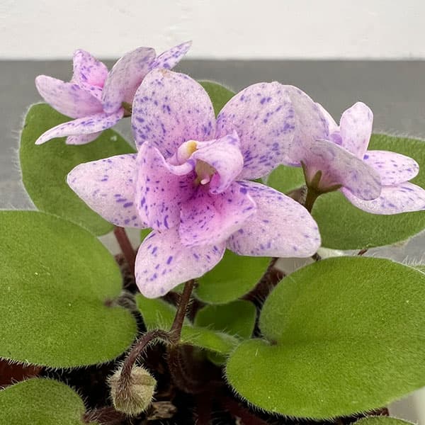 ミニセントポーリア：ロブス　ブーラルー 2.5号鉢植え