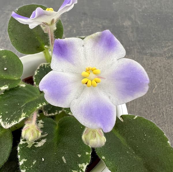 ミニセントポーリア：ハワイアン　レイ 2.5号鉢植え