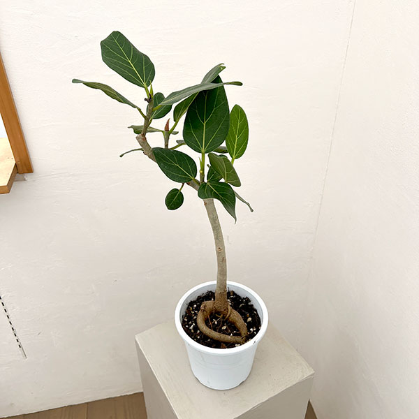 フィカス：ベンガレンシス（根上仕立て）　5号鉢植え**