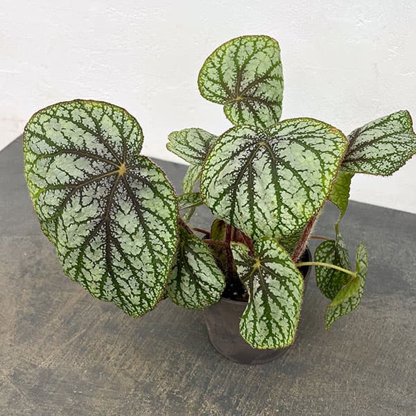 ベゴニア：U309　4号鉢植え