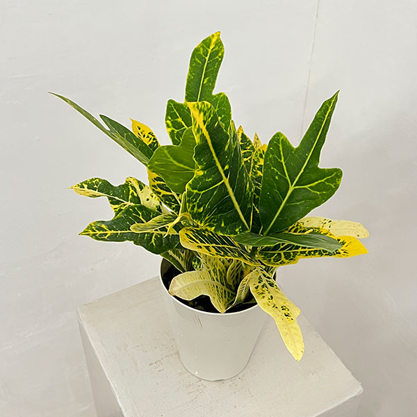クロトン：sp.（イエローホコ葉系）　4号鉢植え