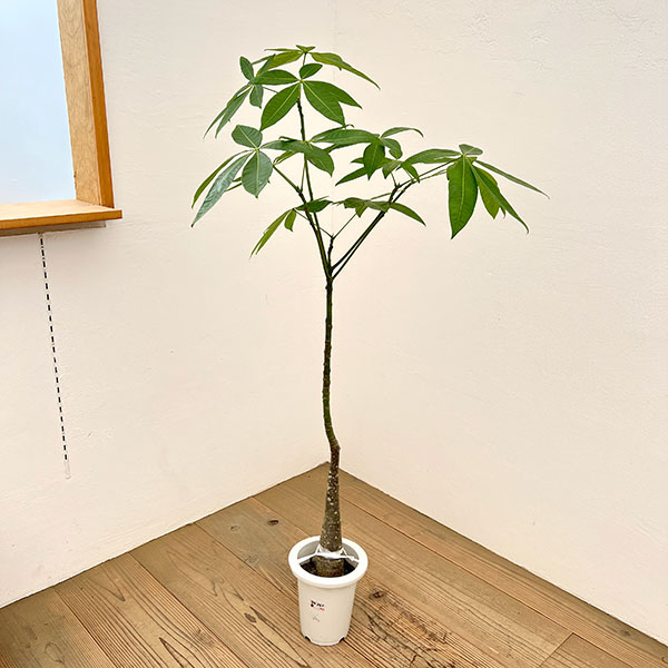 パキラ：グラブラ （実生株）　6号鉢植え26-02