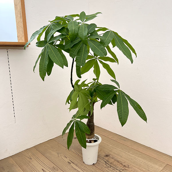 パキラ：グラブラ （実生株）　6号鉢植え26-04