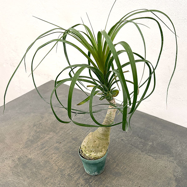 トックリラン（ノリナ）　3号鉢植え*