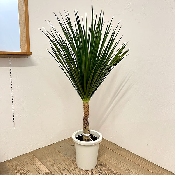 ドラセナ：カンボジアーナ　8号鉢植え26-01