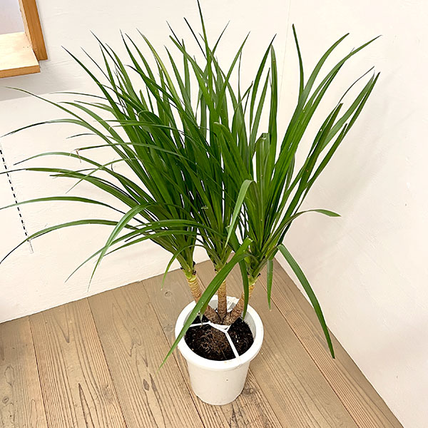 ドラセナ：カンボジアーナ　8号鉢植え26-02