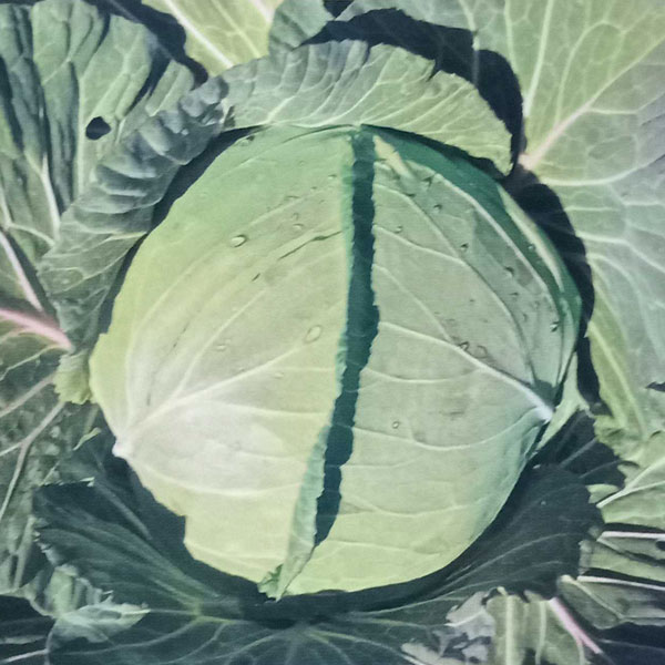 [26年8月下旬予約]本気野菜(R)キャベツ：甘いキャベツ3号ポット苗