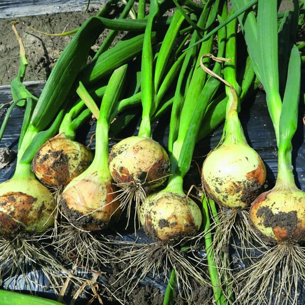 [26年10月中下旬予約]タマネギ：本気野菜（R）極早生　スイート苗3号ポット