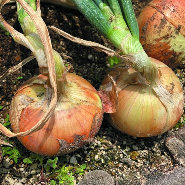 [26年10月中下旬予約]タマネギ：本気野菜（R）中生　コクうま(R)苗3号ポット