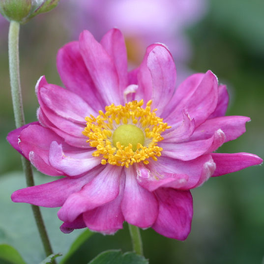 [26年8月下旬予約]シュウメイギク（秋明菊）：赤花八重4号鉢植え