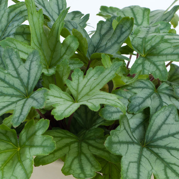 ヒューケレラ：フレッシュグリーン5号鉢植え