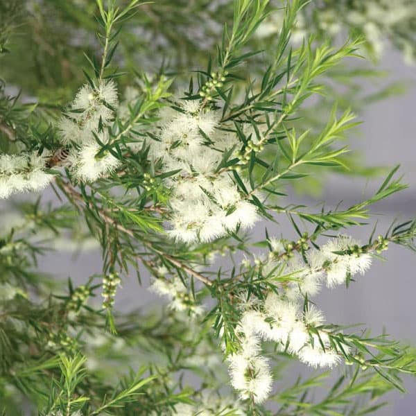 メラレウカ（メラウニカ）：ブラックティーツリー7号鉢植え