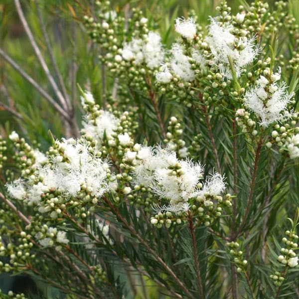 メラレウカ：スノーインサマー7号鉢植え
