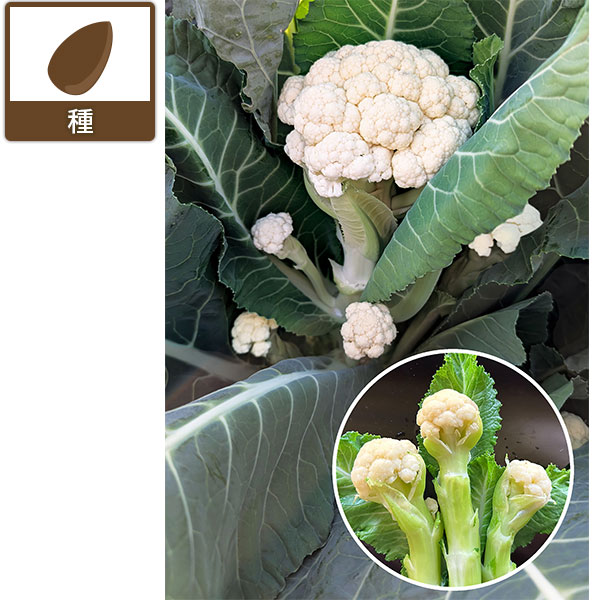 カリフラワー（ブロッコリー）：一代交配　アイスキャンドル[ミニタイプ　7-8月まき　野菜タネ]