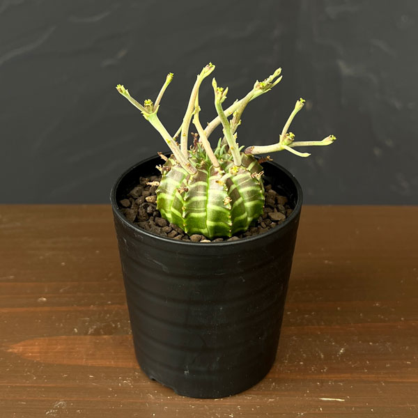 ユーフォルビア：バリダ(スーパーバリダ実生)　2.5号鉢植え