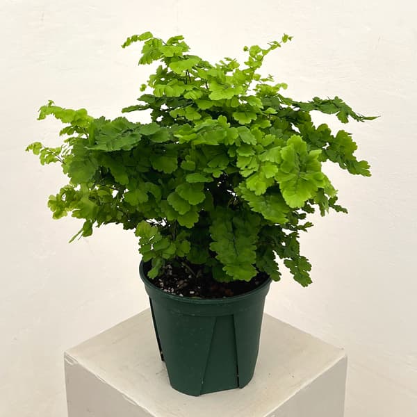 アジアンタム：モノカラー　5号鉢植え