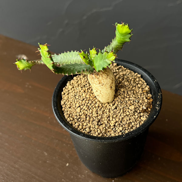 ユーフォルビア：ステラータ　(飛竜)　3号鉢植え