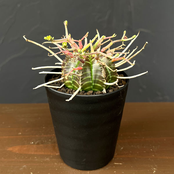 ユーフォルビア：バリダ(スーパーバリダ実生)　3号鉢植え