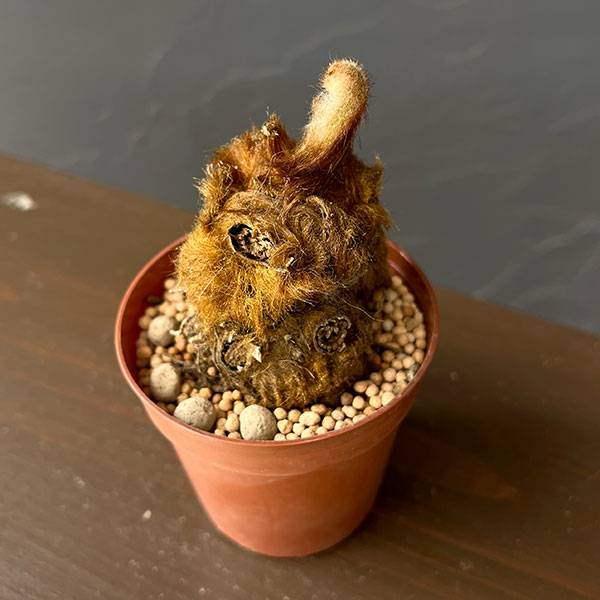 タカワラビ：ゴールデンチャウチャウ（キンモウコウ）　2.5号鉢植え
