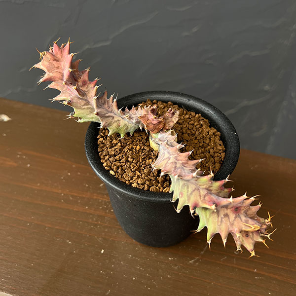 ユーフォルビア：トルチラマ　3号鉢植え