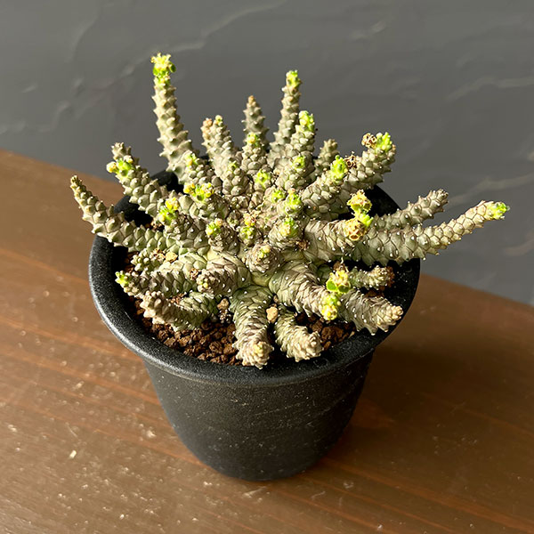 ユーフォルビア：ブレビラマ　3号鉢植え