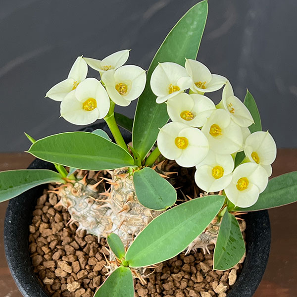 ユーフォルビア：パルビメデューサ×ミリー３号鉢植え