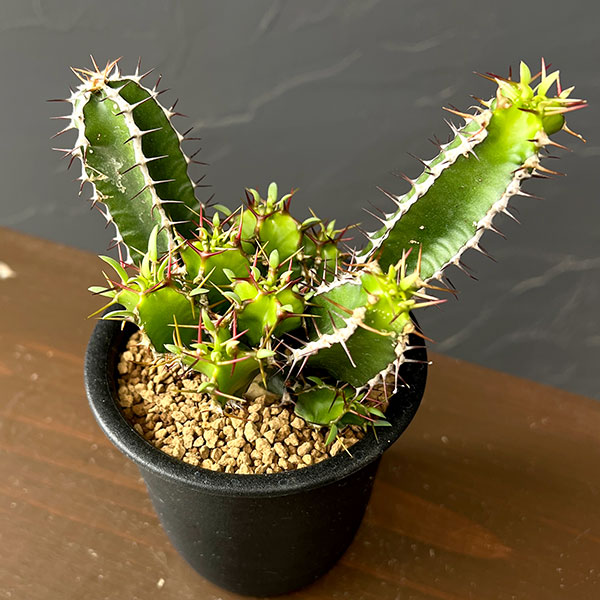 ユーフォルビア：ムランジーナ　3号鉢植え