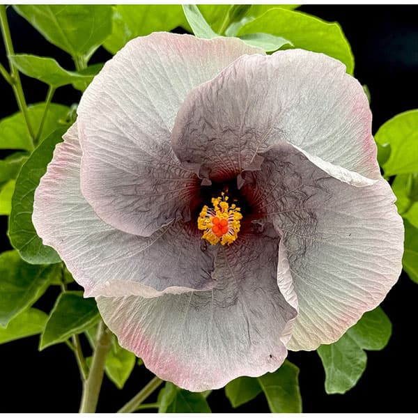ハイビスカス：魔性の宴 4.5号鉢植え