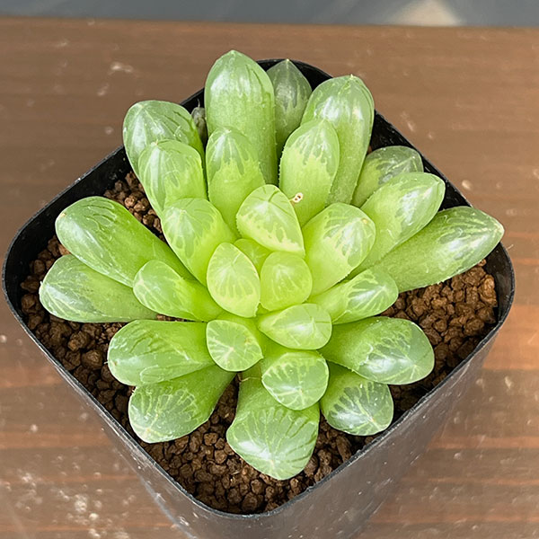 ハオルチア：オブツーサ（キサンタ）　2.5号鉢植え