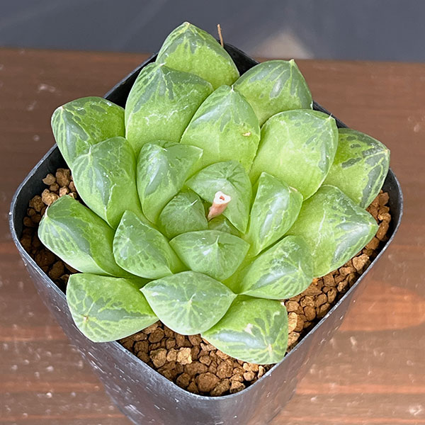 ハオルチア：マリン×オラソニー（実生カキコ）　2.5号鉢植え